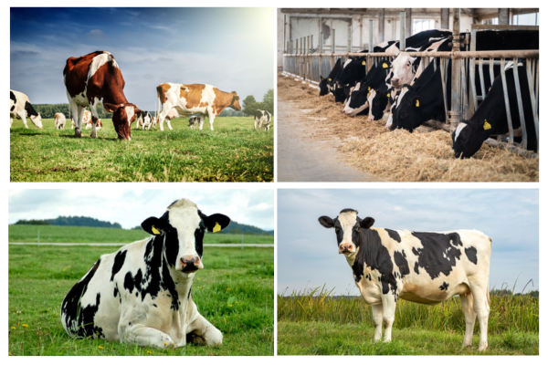 Untitled design - 2024-04-29T123759.390